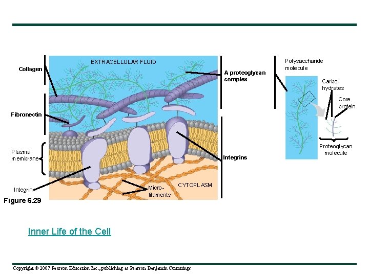 EXTRACELLULAR FLUID Collagen A proteoglycan complex Polysaccharide molecule Carbohydrates Core protein Fibronectin Plasma membrane