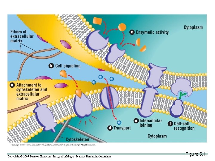 Copyright © 2007 Pearson Education Inc. , publishing as Pearson Benjamin Cummings Figure 5.