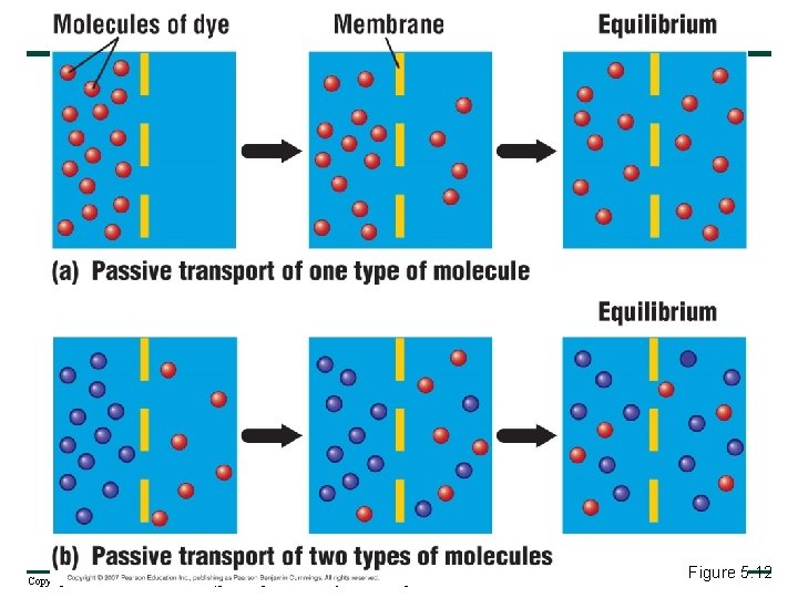 Copyright © 2007 Pearson Education Inc. , publishing as Pearson Benjamin Cummings Figure 5.