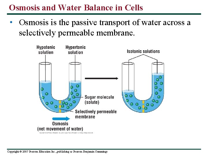 Osmosis and Water Balance in Cells • Osmosis is the passive transport of water