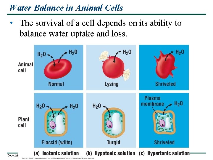 Water Balance in Animal Cells • The survival of a cell depends on its