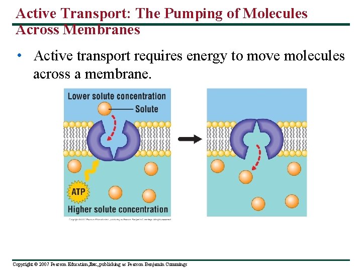 Active Transport: The Pumping of Molecules Across Membranes • Active transport requires energy to