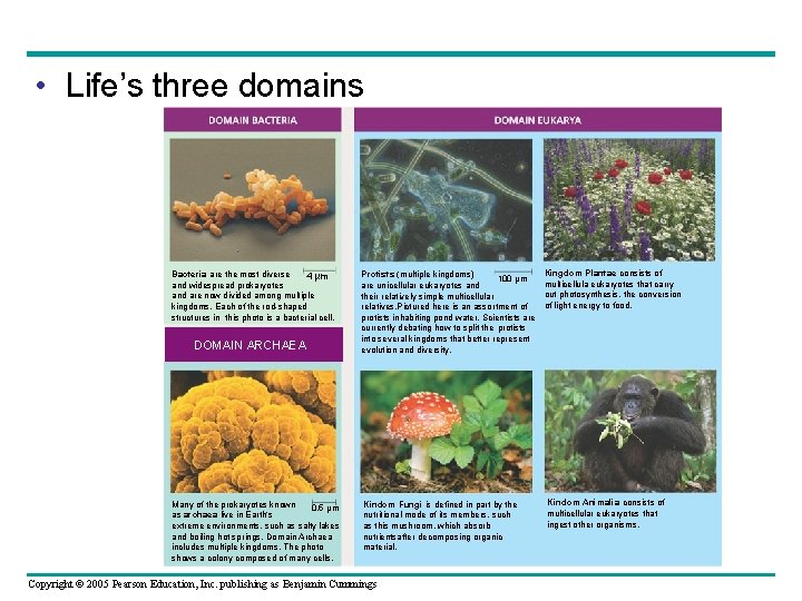  • Life’s three domains Bacteria are the most diverse 4 µm and widespread
