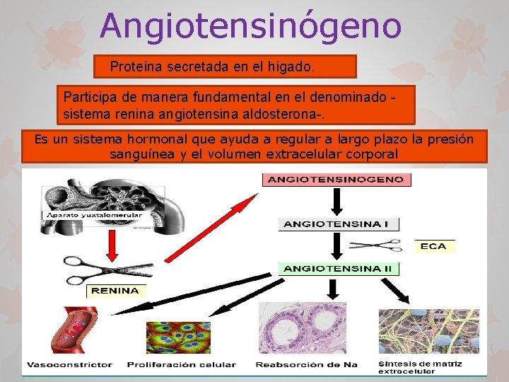 Angiotensinógeno Proteína secretada en el hígado. Participa de manera fundamental en el denominado sistema