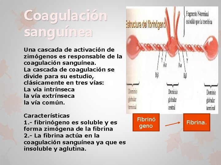 Coagulación sanguínea Una cascada de activación de zimógenos es responsable de la coagulación sanguínea.