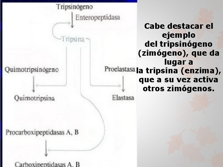 Cabe destacar el ejemplo del tripsinógeno (zimógeno), que da lugar a la tripsina (enzima),