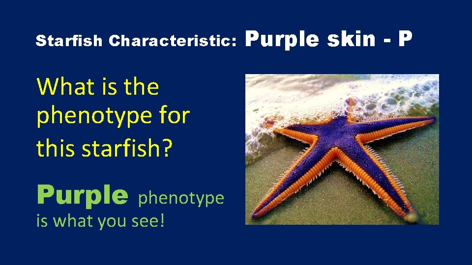 Starfish Characteristic: What is the phenotype for this starfish? Purple phenotype is what you