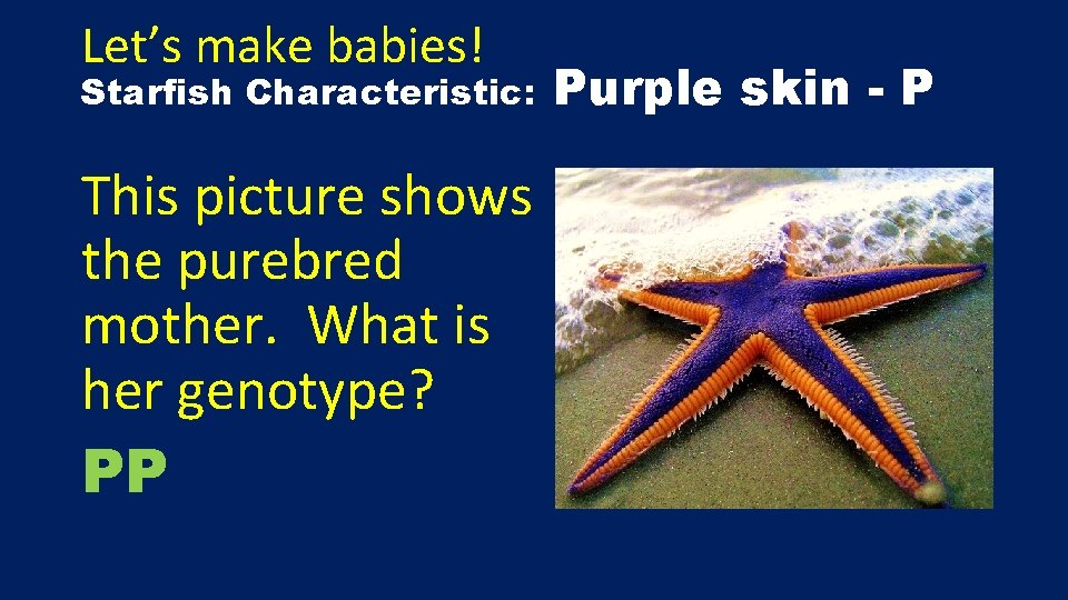 Let’s make babies! Starfish Characteristic: This picture shows the purebred mother. What is her