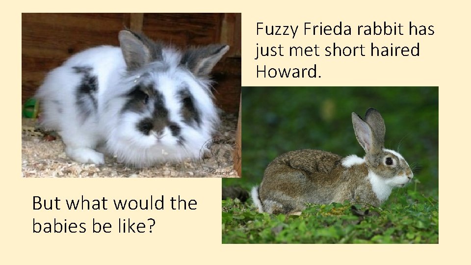 Fuzzy Frieda rabbit has just met short haired Howard. But what would the babies