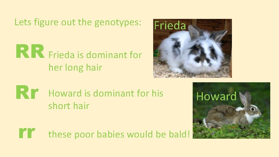 Lets figure out the genotypes: Frieda RR Frieda is dominant for her long hair