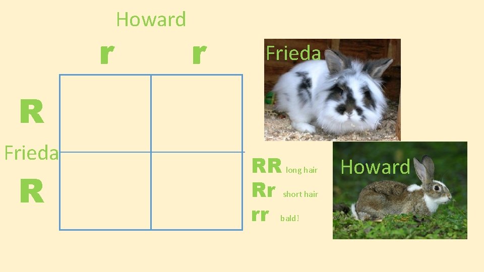 r Howard r Frieda R RR long hair Rr short hair rr bald! Howard
