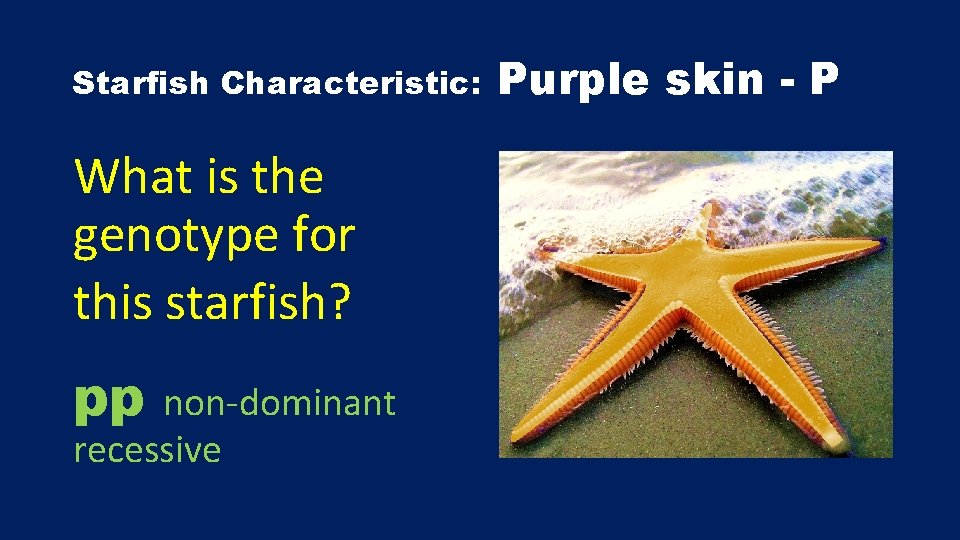 Starfish Characteristic: What is the genotype for this starfish? pp non-dominant recessive Purple skin