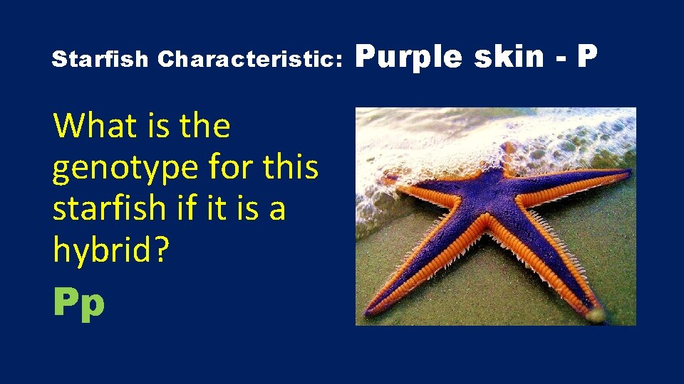 Starfish Characteristic: What is the genotype for this starfish if it is a hybrid?