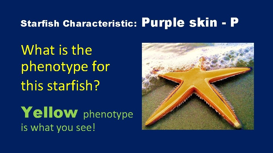 Starfish Characteristic: What is the phenotype for this starfish? Yellow phenotype is what you