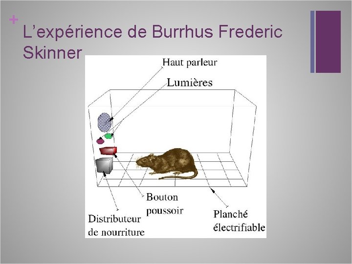 + L’expérience de Burrhus Frederic Skinner 