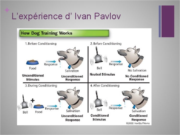 + L’expérience d’ Ivan Pavlov 