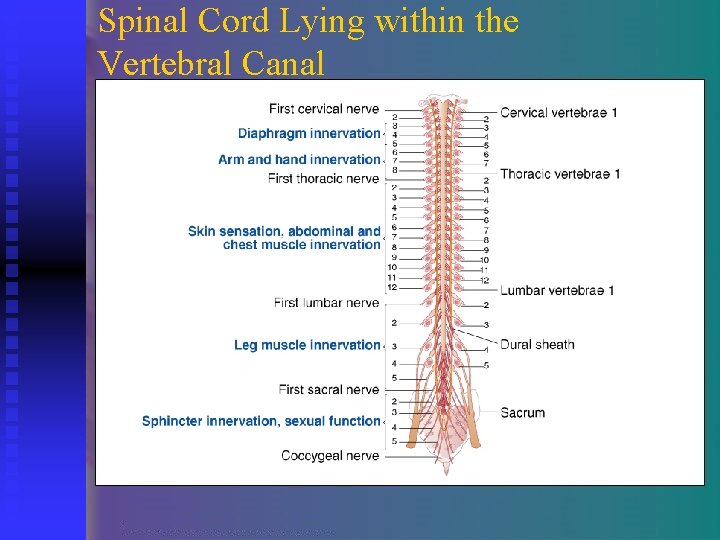 Spinal Cord Lying within the Vertebral Canal 