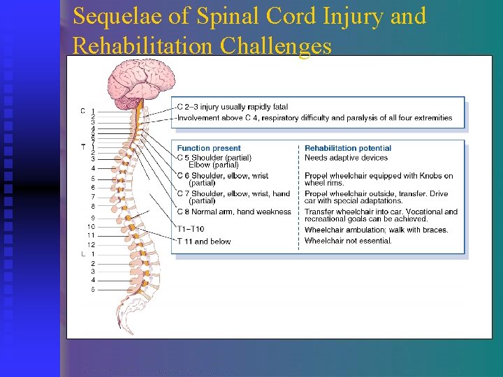 Sequelae of Spinal Cord Injury and Rehabilitation Challenges 