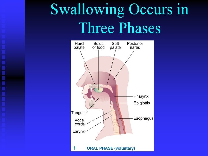 Swallowing Occurs in Three Phases 