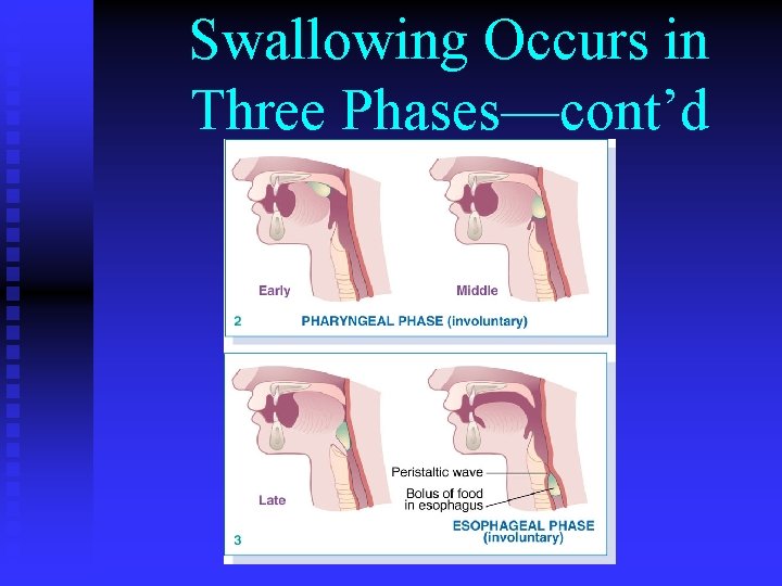 Swallowing Occurs in Three Phases—cont’d 