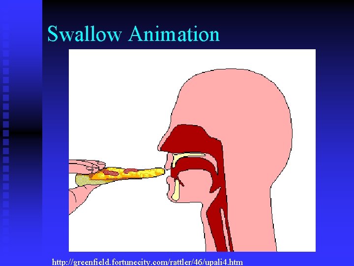 Swallow Animation http: //greenfield. fortunecity. com/rattler/46/upali 4. htm 