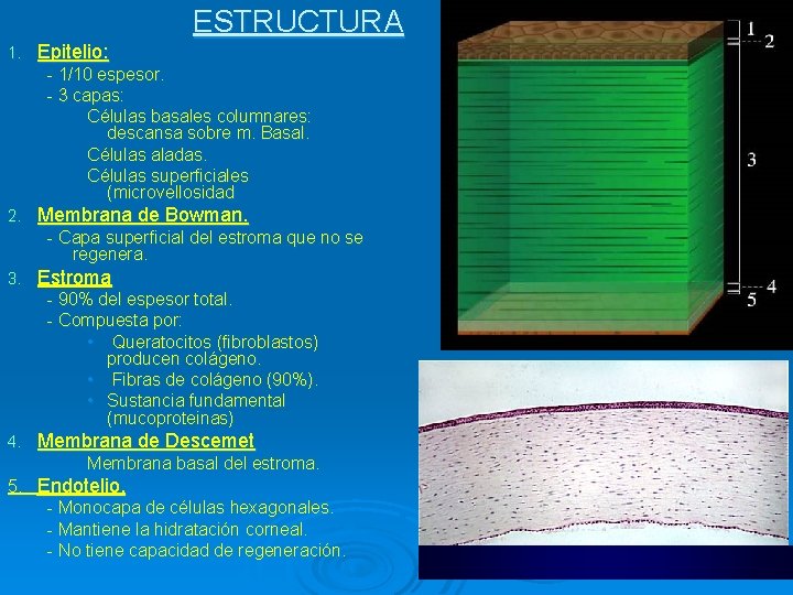 ESTRUCTURA 1. Epitelio: - 1/10 espesor. - 3 capas: Células basales columnares: descansa sobre ESTRUCTURA 1. Epitelio: - 1/10 espesor. - 3 capas: Células basales columnares: descansa sobre