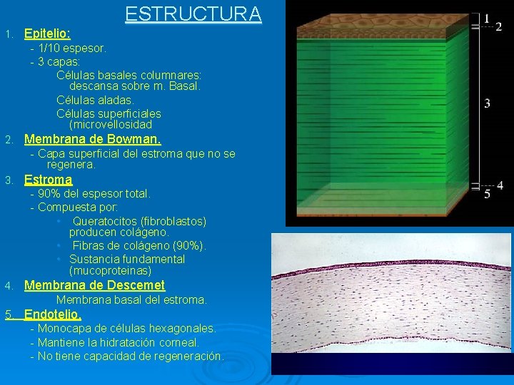 ESTRUCTURA 1. Epitelio: - 1/10 espesor. - 3 capas: Células basales columnares: descansa sobre