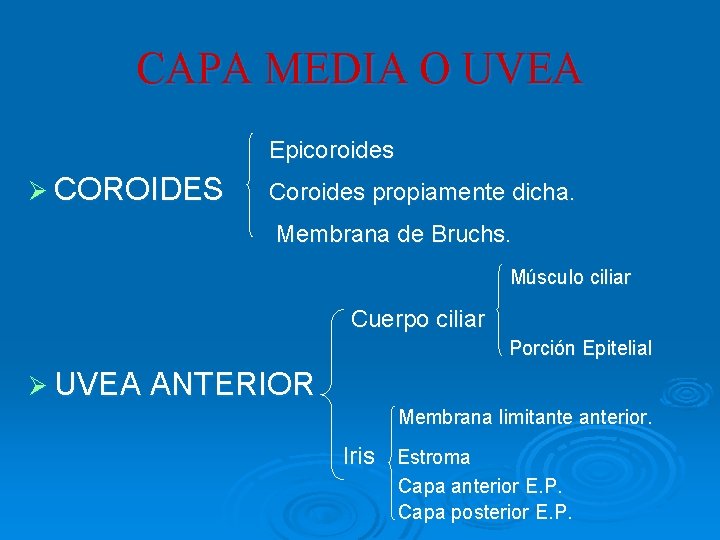 CAPA MEDIA O UVEA Epicoroides Ø COROIDES Coroides propiamente dicha. Membrana de Bruchs. Músculo