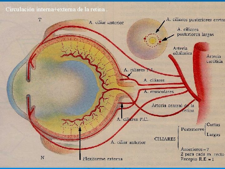 Circulación interna+externa de la retina. Circulación interna+externa de la retina.