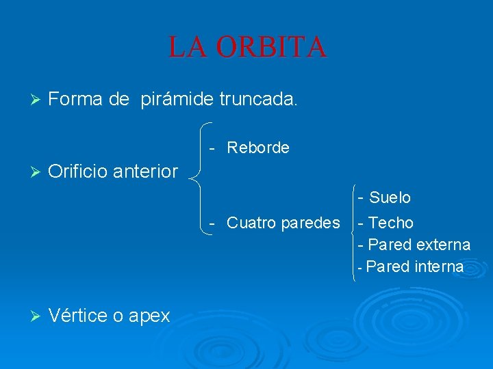 LA ORBITA Ø Forma de pirámide truncada. - Reborde Ø Orificio anterior - Suelo