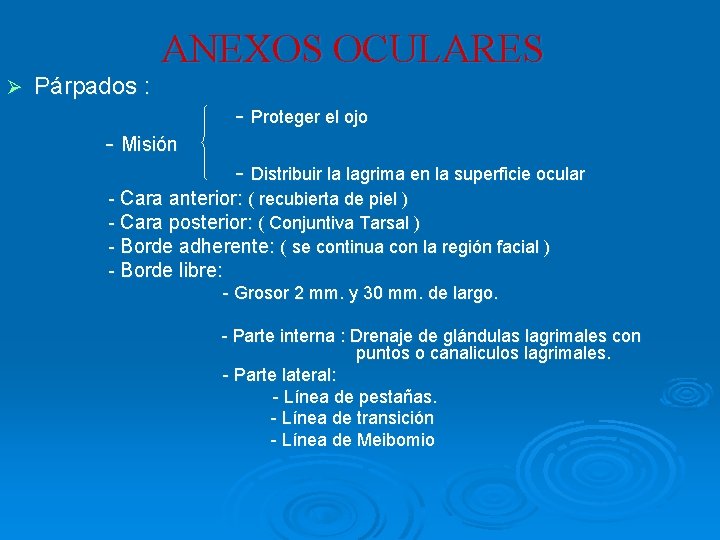 ANEXOS OCULARES Ø Párpados : - Proteger el ojo - Misión - Distribuir la