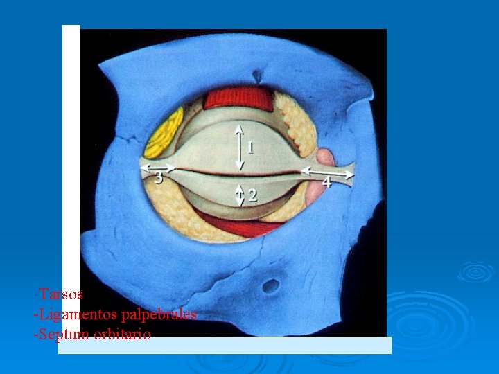 -Tarsos -Ligamentos palpebrales -Septum orbitario 