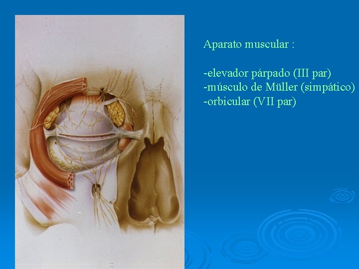 Aparato muscular : -elevador párpado (III par) -músculo de Müller (simpático) -orbicular (VII par) Aparato muscular : -elevador párpado (III par) -músculo de Müller (simpático) -orbicular (VII par)