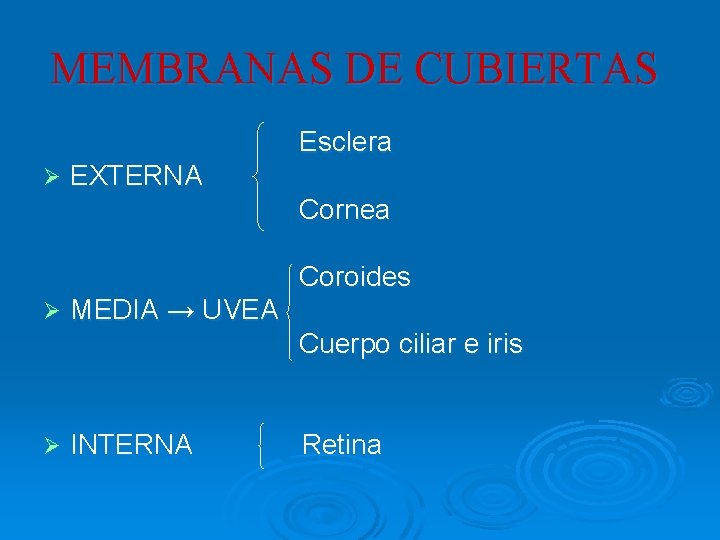 MEMBRANAS DE CUBIERTAS Esclera Ø EXTERNA Cornea Coroides Ø MEDIA → UVEA Cuerpo ciliar