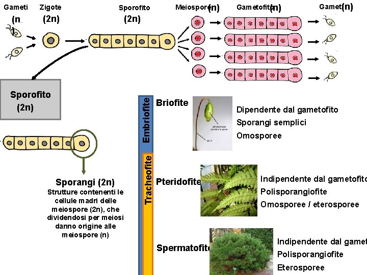 Gameti Zigote Sporofito (n ) (2 n) Sporangi (2 n) Strutture contenenti le cellule