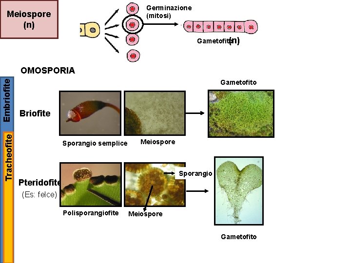 Germinazione (mitosi) Meiospore (n) Gametofito (n) Tracheofite Embriofite OMOSPORIA Gametofito Briofite Sporangio semplice Meiospore