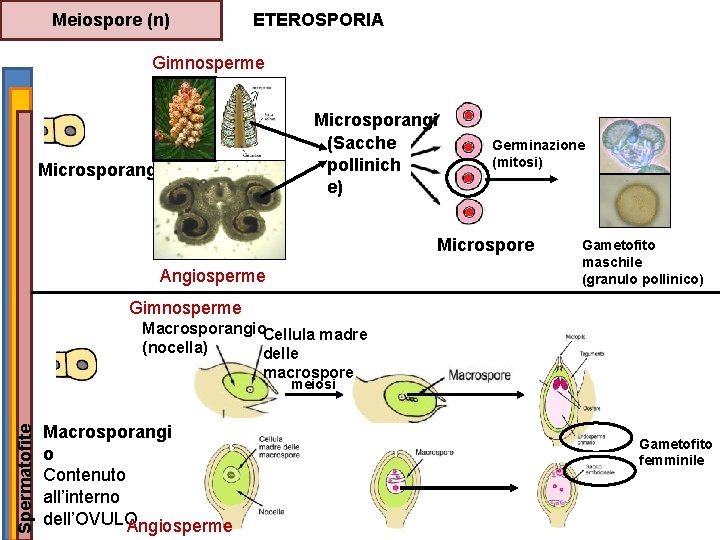 Meiospore (n) ETEROSPORIA Gimnosperme Microsporangi (Sacche pollinich e) Microsporangi Germinazione (mitosi) Microspore Angiosperme Gametofito