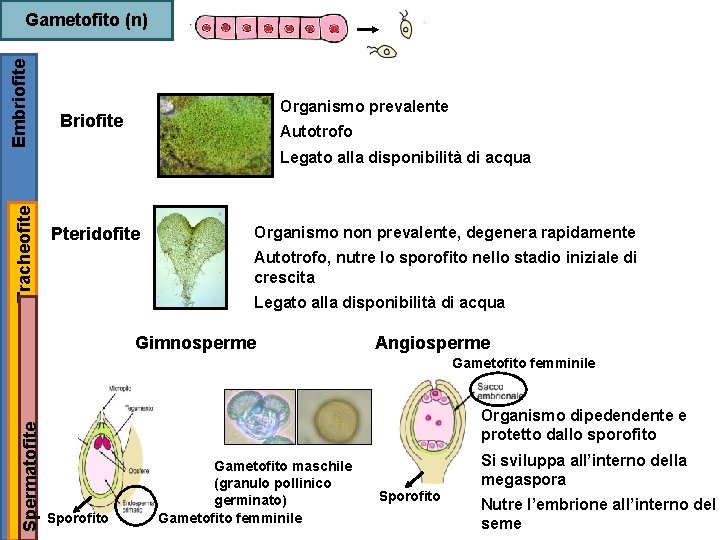 Embriofite Gametofito (n) Organismo prevalente Briofite Autotrofo Tracheofite Legato alla disponibilità di acqua Pteridofite