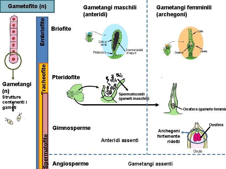 Strutture contenenti i gameti Gametangi maschili (anteridi) Gametangi femminili (archegoni) Briofite Pteridofite Spermatozoidi (gameti