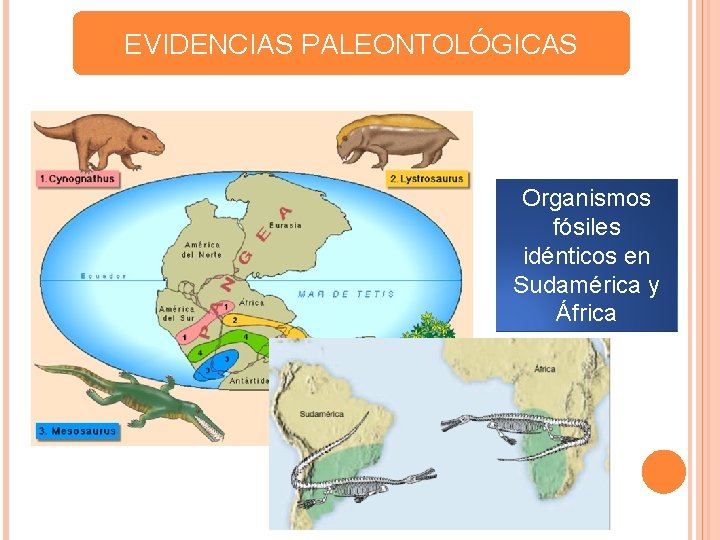 EVIDENCIAS PALEONTOLÓGICAS Organismos fósiles idénticos en Sudamérica y África 