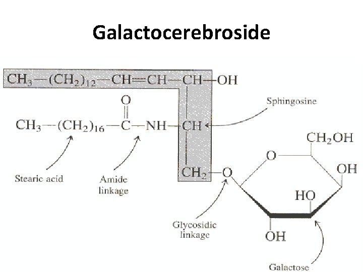 Galactocerebroside 