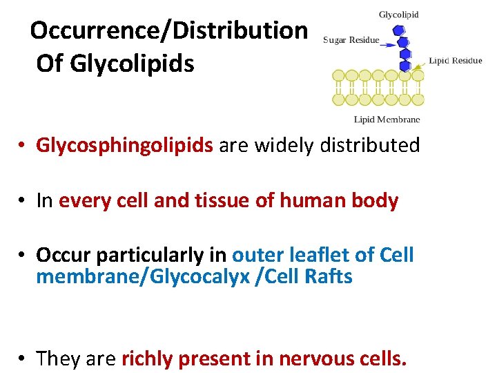 Occurrence/Distribution Of Glycolipids • Glycosphingolipids are widely distributed • In every cell and tissue