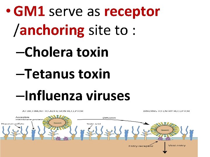  • GM 1 serve as receptor /anchoring site to : –Cholera toxin –Tetanus
