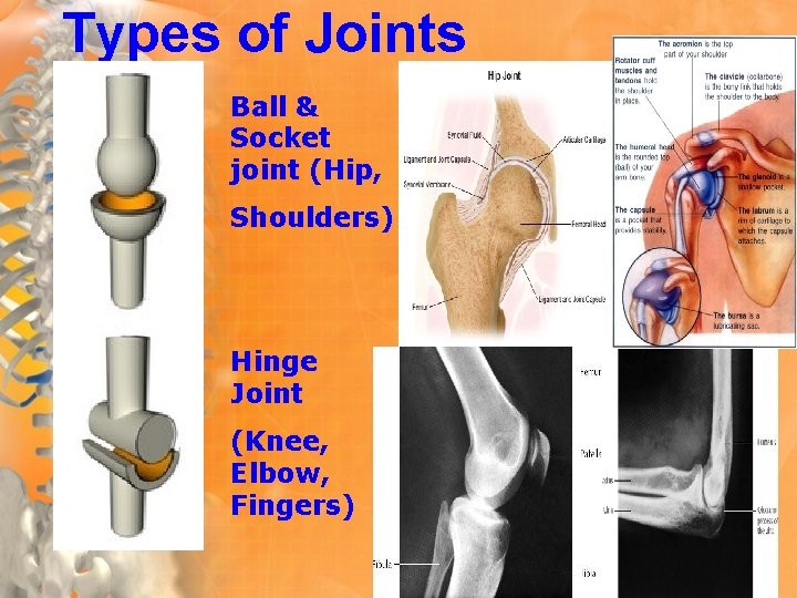 Types of Joints Ball & Socket joint (Hip, Shoulders) Hinge Joint (Knee, Elbow, Fingers)