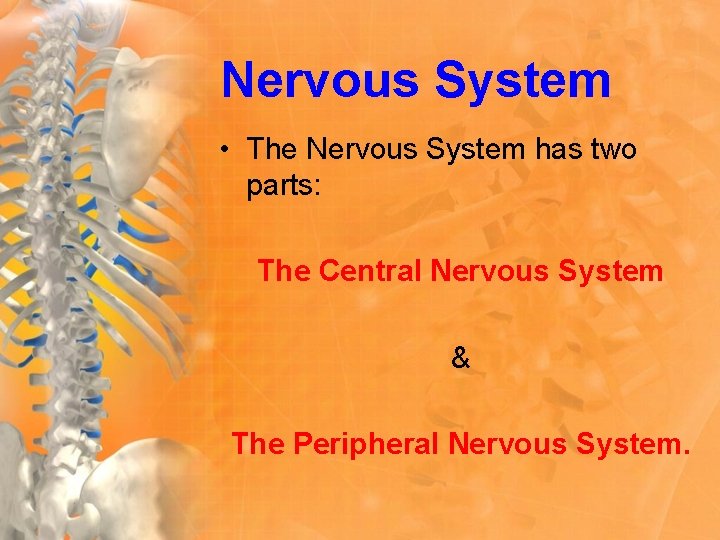 Nervous System • The Nervous System has two parts: The Central Nervous System &