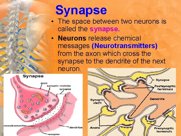 Synapse • The space between two neurons is called the synapse. • Neurons release