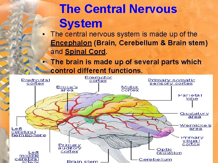 The Central Nervous System • The central nervous system is made up of the