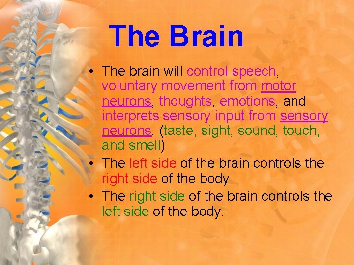 The Brain • The brain will control speech, voluntary movement from motor neurons, thoughts,