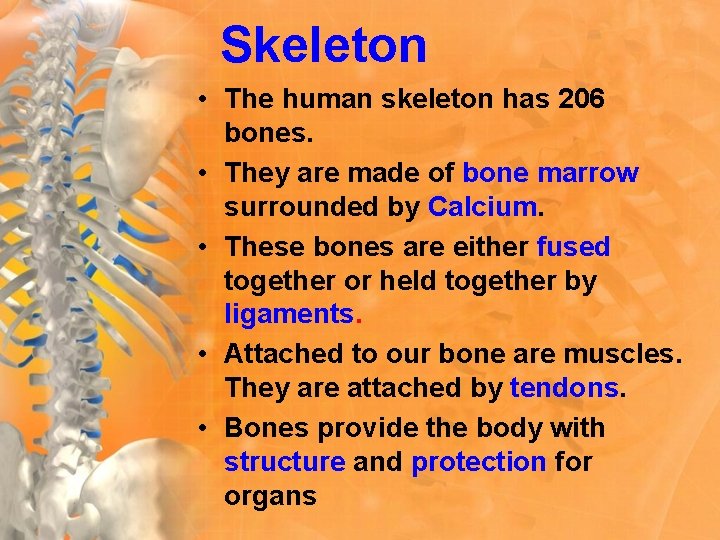 Skeleton • The human skeleton has 206 bones. • They are made of bone