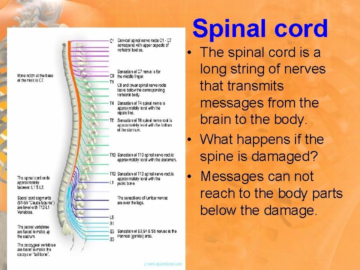 Spinal cord • The spinal cord is a long string of nerves that transmits